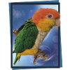 The orange-headed caique