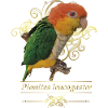The orange-headed caique