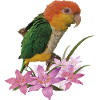 The orange-headed caique