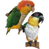 Der orangeköpfige Caique