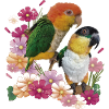 The orange-headed caique