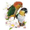 Der orangeköpfige Caique