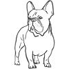 French bulldog