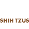 Coffee And Shih Tzu