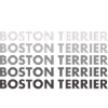 Boston Terrier