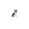 Heartbeat Boston Terrier