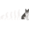 Evolution Boston Terrier