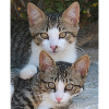 Katzen