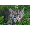 Katzen