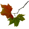 Autumn leaves red green
