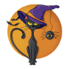 Black Cat and Spider