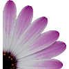 Quartier de fleur