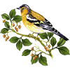 Bunter Vogel