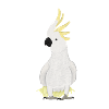 Cockatoo, Heart, Bird, Birdwatcher, Songbird