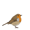 Robin, Cuore, Uccello, Birdwatcher, Uccello canoro