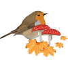 Robin, Autumn, Bird, Birdwatcher, Halloween