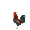 rooster, heart, bird, birdwatcher, songbird