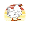 Funny Chicken Saying Chicken