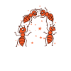 Ants fighting, industrious insects, animals