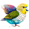 Budgie Bird Propriétaire Bird Cockatiel