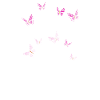 Strong and pretty Butterfly