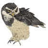 Illustration: Brillenkauz