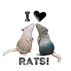 Ratten - I love Rats