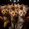 Cats in the cinema