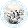 Southpole Antarctica Penguin Ice