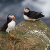 Puffin