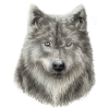 Grey Wolf Sketch