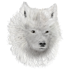 White Wolf Sketch