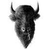 Buffalo Sketch