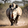 Stay Fearless - Rhino Design