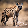 Stay Fearless - Hyena Design