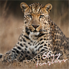 Stay Fearless - Jaguar Design