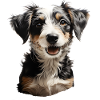 Jack Russel Terrier