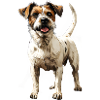 Jack Russel Terrier