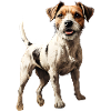 Jack Russell