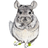 Chinchilla