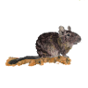 Degu