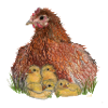Huhn mit Küken in Wiese