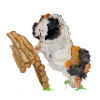 Meerschweinchen