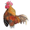 Hahn