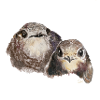 Mauersegler
