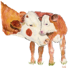 Kuh mit Kalb