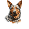 Hund Australian Cattle Dog
