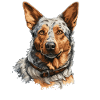 Hund Bouvier australien