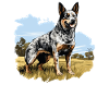 Hund Bouvier australien