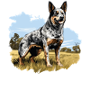 Hund Bouvier australien